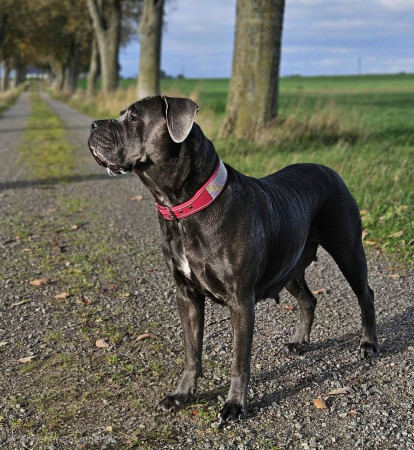 Corso Di Fuoco Padrona Geovana 